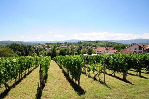 Vinarija Grabak Vrnjačka Banja vinogradi
